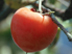 Japanese Persimmon fruit