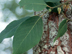 Persimmon leaves