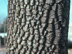 Persimmon bark