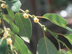 Persimmon flowers