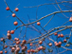 Persimmon fruit