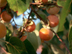 Persimmon fruit