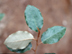 Thorny Elaeagnus leaves
