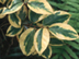 Thorny Elaeagnus 'Aurea' leaves