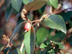 Thorny Elaeagnus fruit