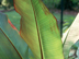 Abyssinian Banana leaves