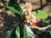 Loquat flowers