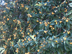 Loquat flowers