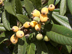 Loquat fruit