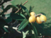 Loquat fruit