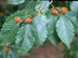 American Beech fruit