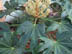 Fatsia leaves and flowers