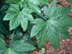 Fatsia leaves