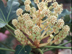 Fatsia flowers