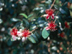 Pineapple Guava flowers