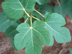 Fig leaves