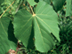 Chinese Parasoltree leaves