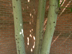 Chinese Parasoltree bark