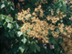 Chinese Parasoltree flowers