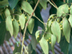 Chinese Parasoltree fruit