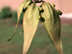 Chinese Parasoltree fruit