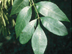 Green Ash leaflets