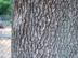 Green Ash bark