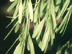 Green Ash fruit