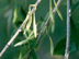 Arizona Ash fruit