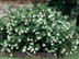 Gardenia form