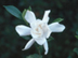 Gardenia flowers