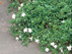 Dwarf Gardenia form