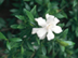 Dwarf Gardenia flowers