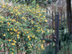 Carolina Jessamine form