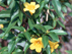 Carolina Jessamine flowers