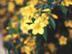 Carolina Jessamine flowers