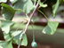 Ginkgo leaves