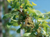 Ginkgo flowers: male cones