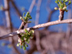 Ginkgo flowers: female cones