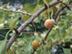 Ginkgo fruit