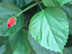 Chinese Hibiscus leaves