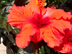 Chinese Hibiscus flowers