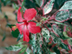 Chinese Hibiscus  with variegated leaves