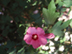 Rose of Sharon flower