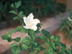 Rose of Sharon flower