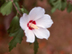 Rose of Sharon flower