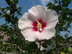 Rose of Sharon flower: 'Helene'