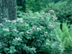 Garden Hydrangea form: 'Lacecap'