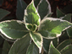 Garden Hydrangea leaves: 'Tricolor'
