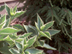Garden Hydrangea leaves: 'Tricolor'